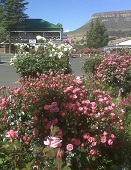 Bergview petrol station