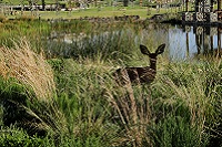 Green Point Park steenbok