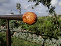 Green Point Park biodiversity garden, Cape Town