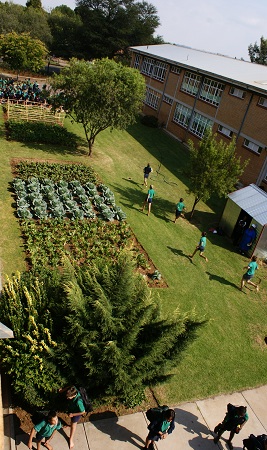 Laerskool Du Preez van Wyk vegetable garden