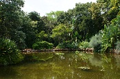 Proteapark top dam
