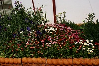 Sweetpeas and <i>Bellis perennis</i>