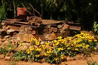 Rudbeckia
