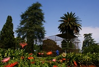 Barberton daisies