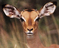 Rooibokooi