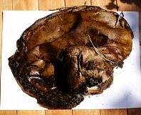 Bosveldboleet
