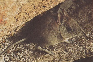 Klaasneusmuis