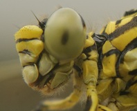 Naaldekoker, dragonfly