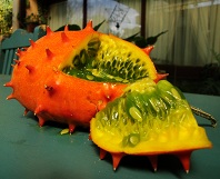 Cucumis metuliferus, rooikomkommer