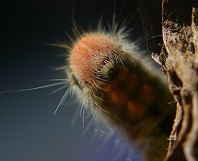 Rusper, caterpillar