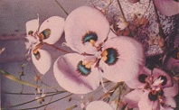 Moraea polystacha