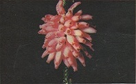 Erica mammosa