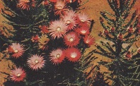 Phaenocoma prolifera