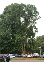 Giant tulip tree