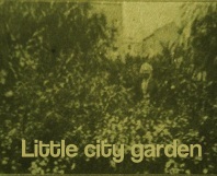 Little garden in the city