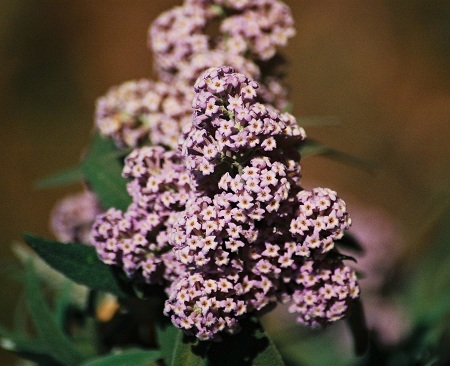 Wildesalie, wild sage